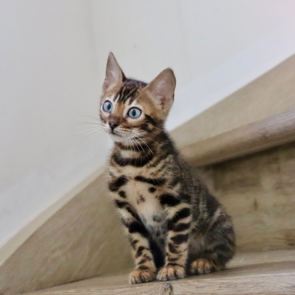 Foto 1 van het  kitten van cattery  Royalkatzz op kittentekoop.