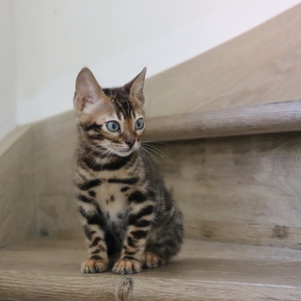 Foto 5 van het  kitten van cattery  Royalkatzz op kittentekoop.