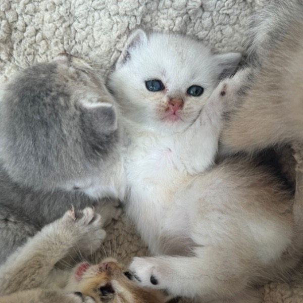 Foto 1 van het  kitten van cattery  Number One op kittentekoop.