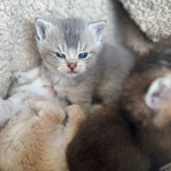 Foto 3 van het  kitten van cattery  Number One op kittentekoop.
