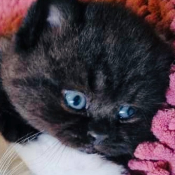 Foto 2 van het  kitten van cattery  Blue Pearls op kittentekoop.