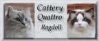 banner van cattery Quattro