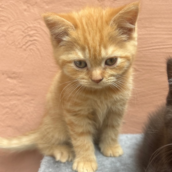 Foto 4 van het  kitten van cattery  Vanden Westhoppe op kittentekoop.