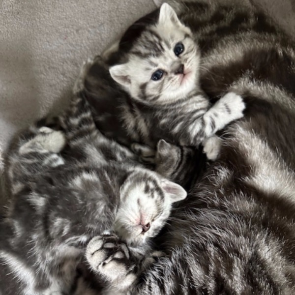 Foto 3 van het  kitten van cattery  Tinpot's op kittentekoop.