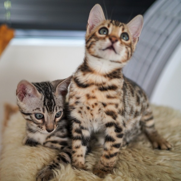 Foto 1 van het  kitten van cattery  Gemofice op kittentekoop.