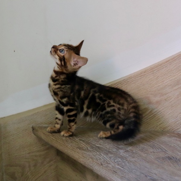 Foto 4 van het  kitten van cattery  Royalkatzz op kittentekoop.