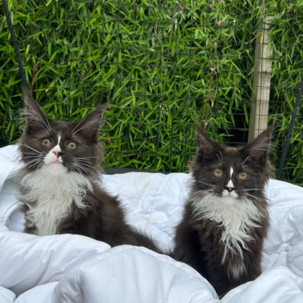 Foto 1 van het  kitten van cattery  Cattery Lapre op kittentekoop.