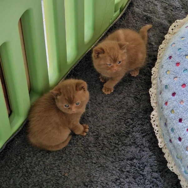 Foto 4 van het  kitten van cattery  Cath's Angels op kittentekoop.