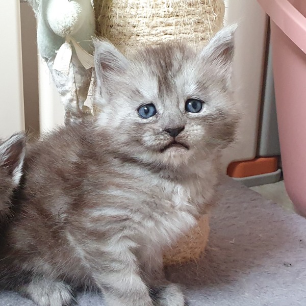 Foto 1 van het  kitten van cattery  MC'B Coons op kittentekoop.