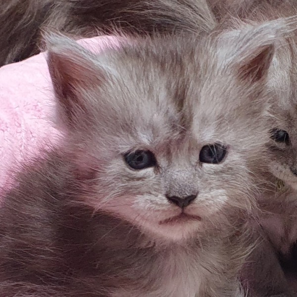 Foto 2 van het  kitten van cattery  MC'B Coons op kittentekoop.