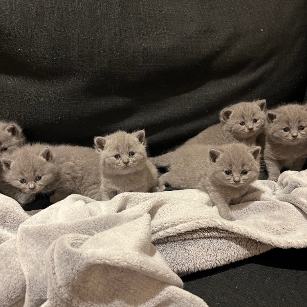 Foto 3 van het  kitten van cattery  Fie op kittentekoop.