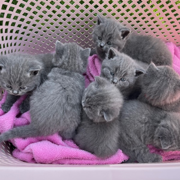 Foto 4 van het  kitten van cattery  Fie op kittentekoop.