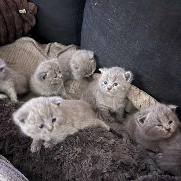 Foto 5 van het  kitten van cattery  Fie op kittentekoop.