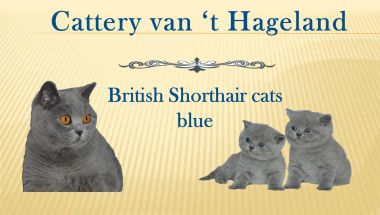 banner van cattery van 't Hageland