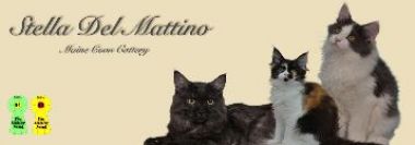 banner van cattery Stella Del Mattino's