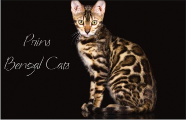 banner van cattery Prins Bengalcats
