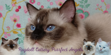 banner van cattery Purrfect Angels