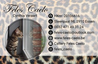 banner van cattery Feles Caelo