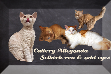 banner van cattery Allegonda