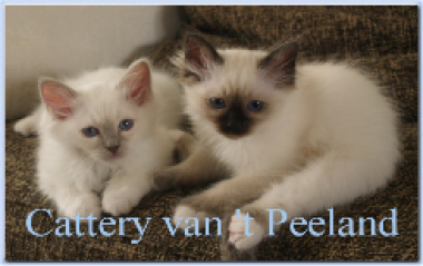 banner van cattery van 't Peeland