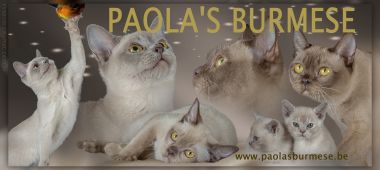 banner van cattery Paola's Burmese