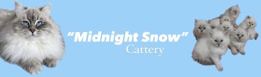 banner van cattery Midnight Snow