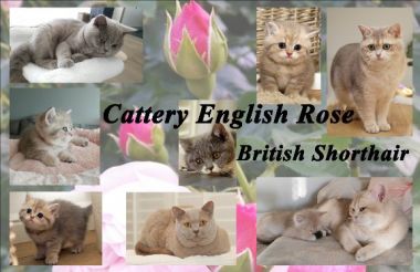 banner van cattery of English Rose