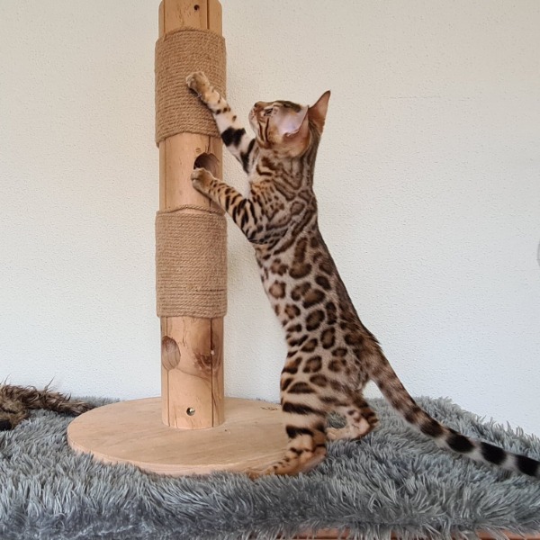 Foto 1 van het  kitten van cattery   op kittentekoop.