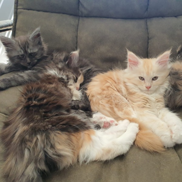 Foto 9 van het  kitten van cattery   op kittentekoop.