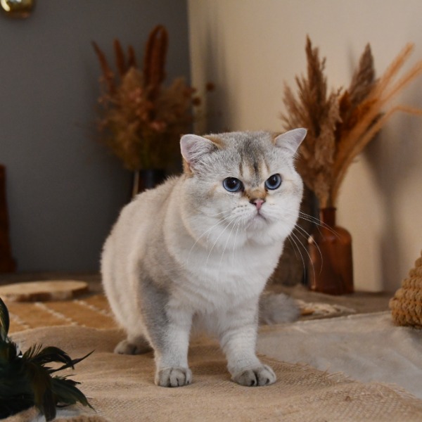 Foto 3 van het  kitten van cattery   op kittentekoop.