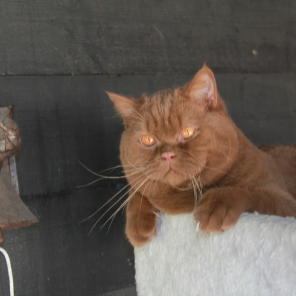 Foto 3 van het  kitten van cattery   op kittentekoop.