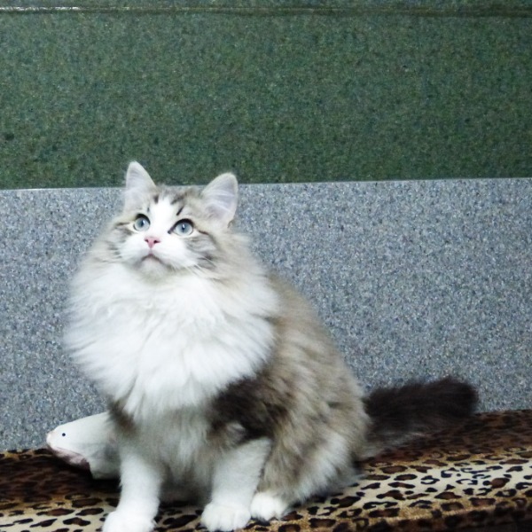 Foto 1 van het  kitten van cattery   op kittentekoop.
