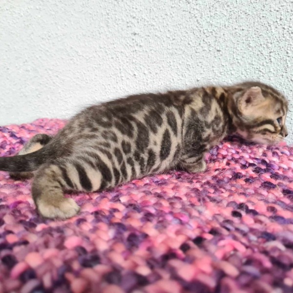 Foto 1 van het  kitten van cattery  One in a Million op kittentekoop.