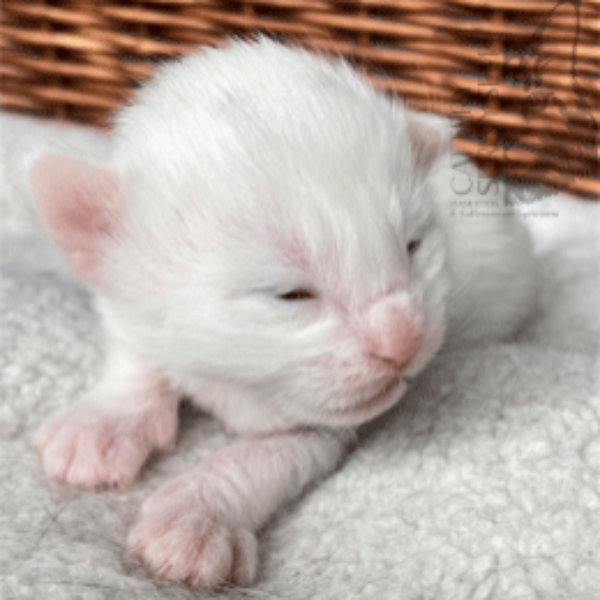Foto 1 van het  kitten van cattery  Sprinysem op kittentekoop.