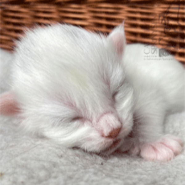 Foto 2 van het  kitten van cattery  Sprinysem op kittentekoop.