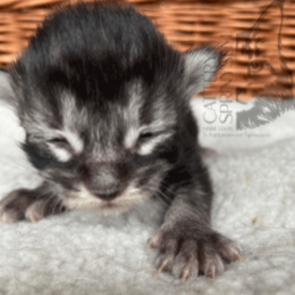 Foto 3 van het  kitten van cattery  Sprinysem op kittentekoop.