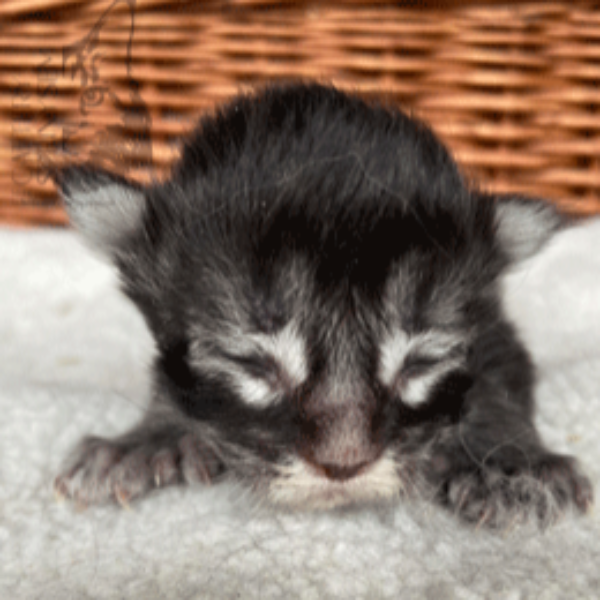 Foto 4 van het  kitten van cattery  Sprinysem op kittentekoop.