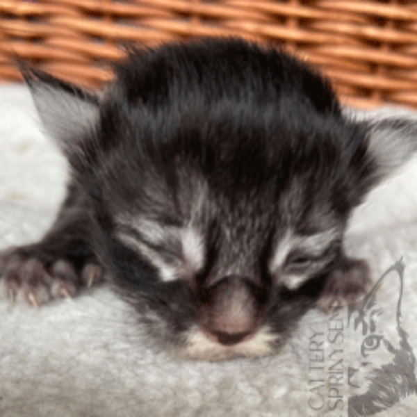 Foto 5 van het  kitten van cattery  Sprinysem op kittentekoop.