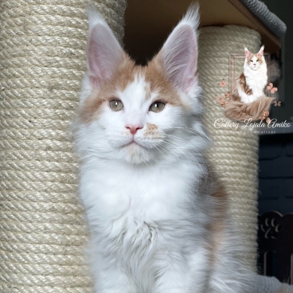Foto 2 van het  kitten van cattery  Lojala Amiko op kittentekoop.