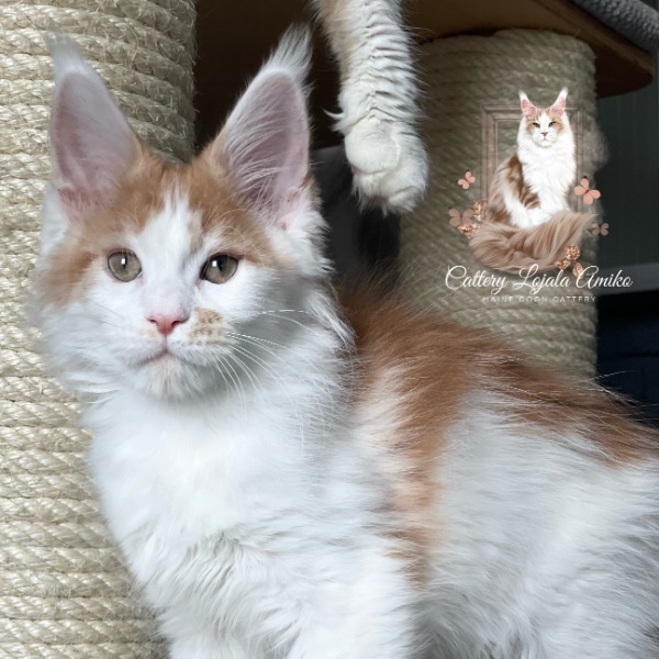 Foto 3 van het  kitten van cattery  Lojala Amiko op kittentekoop.