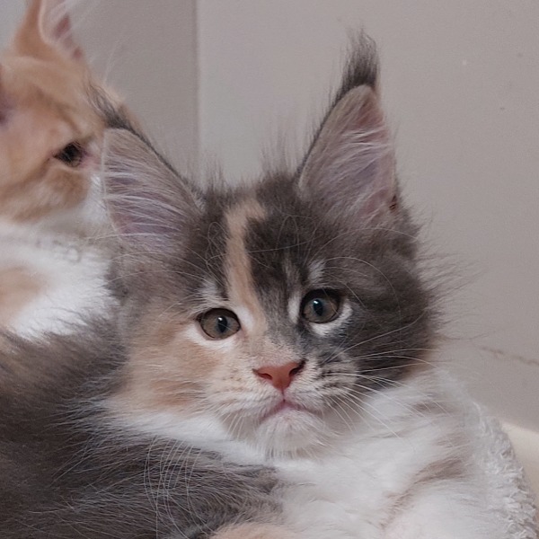 Foto 5 van het  kitten van cattery  AnaCoons Resort op kittentekoop.