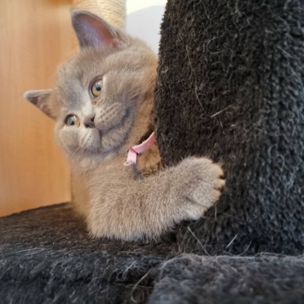 Foto 1 van het  kitten van cattery  Pannawood op kittentekoop.