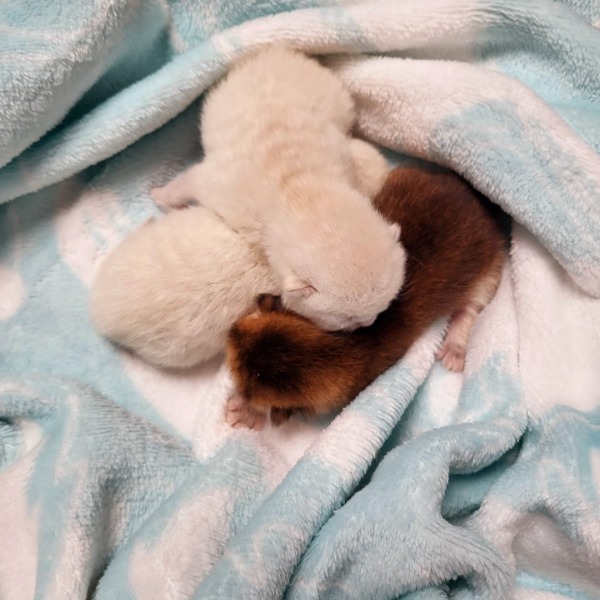 Foto 1 van het  kitten van cattery  Cosycathome op kittentekoop.
