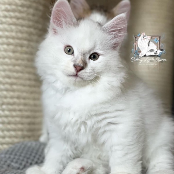 Foto 1 van het  kitten van cattery  Lojala Amiko op kittentekoop.