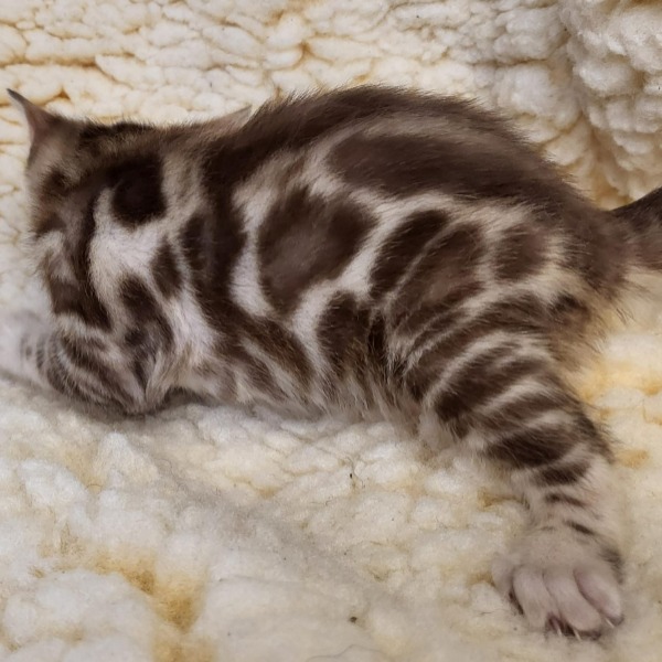 Foto 1 van het  kitten van cattery  Poesiemauw op kittentekoop.