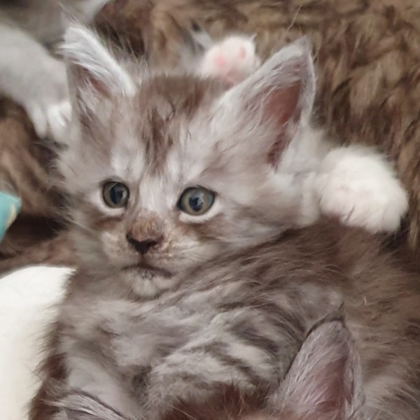 Foto 2 van het  kitten van cattery  MC'B Coons op kittentekoop.