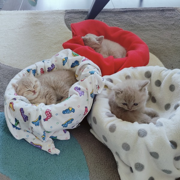 Foto 3 van het  kitten van cattery  Purzalot op kittentekoop.