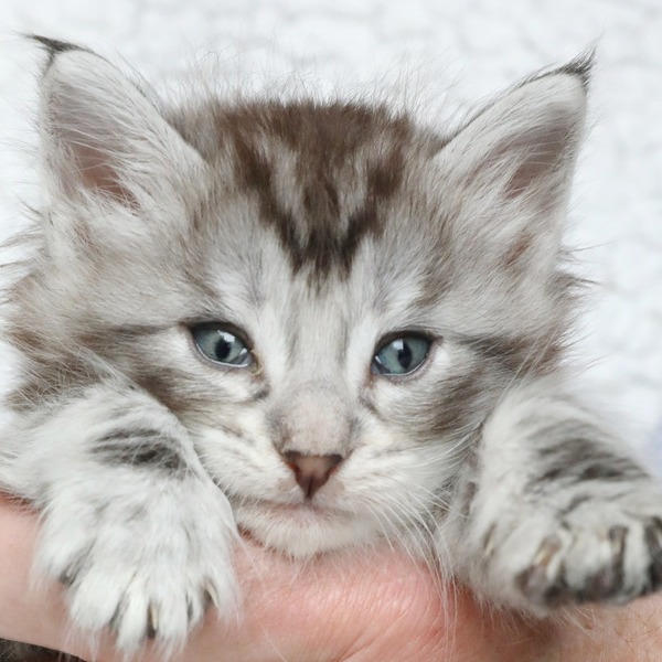 Foto 1 van het  kitten van cattery  Titran's Norsk Skogkatt cattery op kittentekoop.