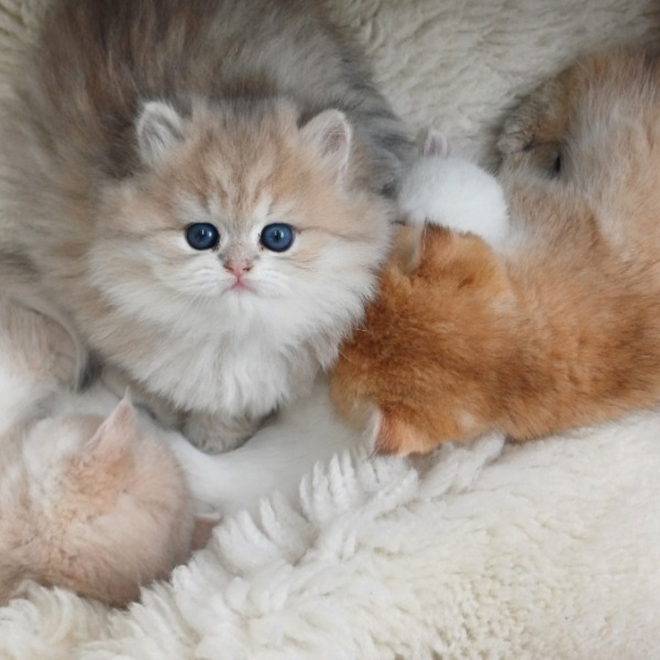 Foto 3 van het  kitten van cattery  van de Maan op kittentekoop.