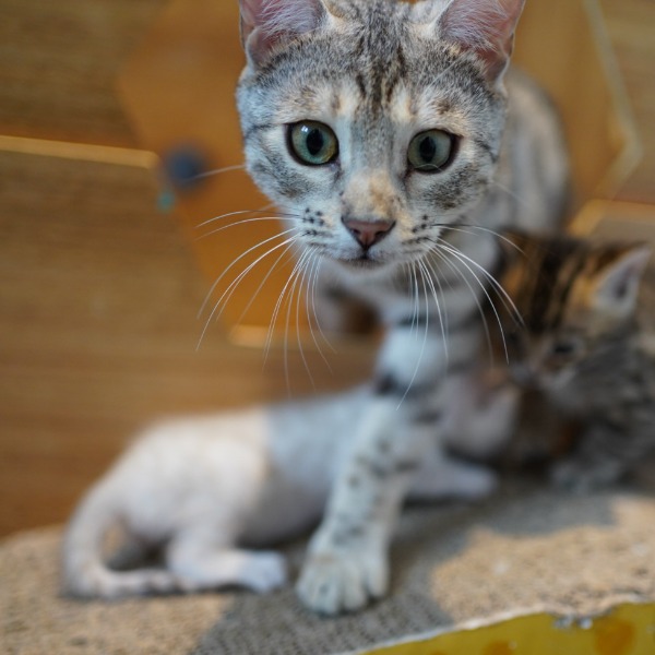 Foto 2 van het  kitten van cattery  Gemofice op kittentekoop.